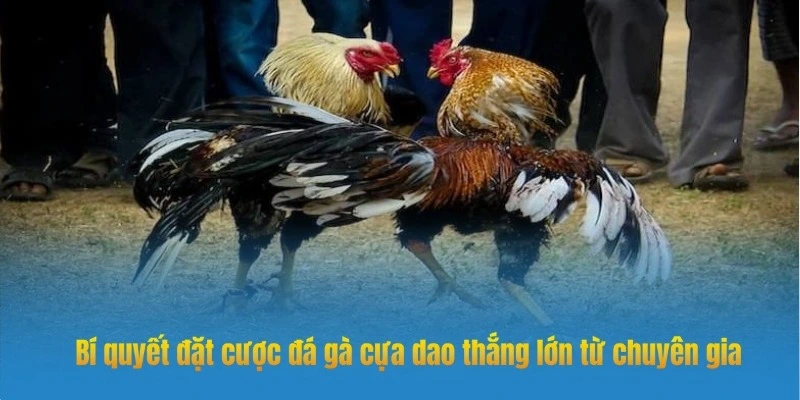 Mẹo chơi hiệu quả 